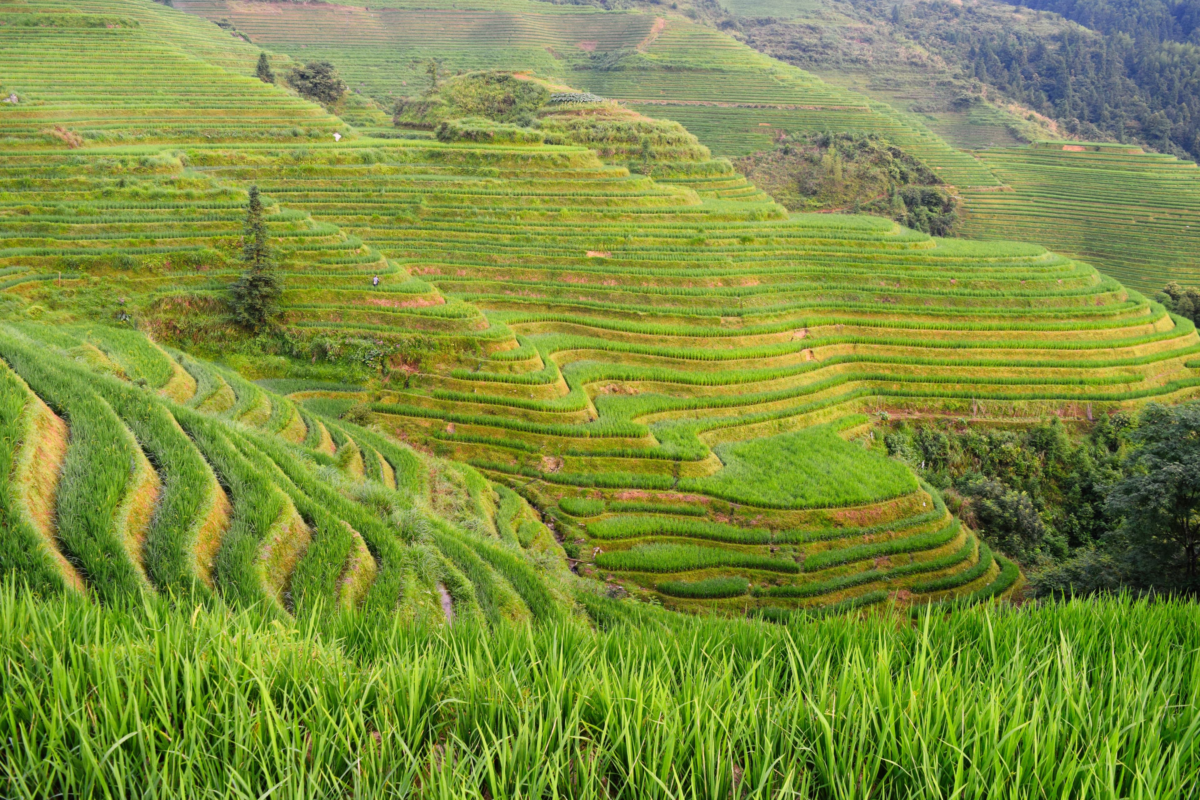 A rice field