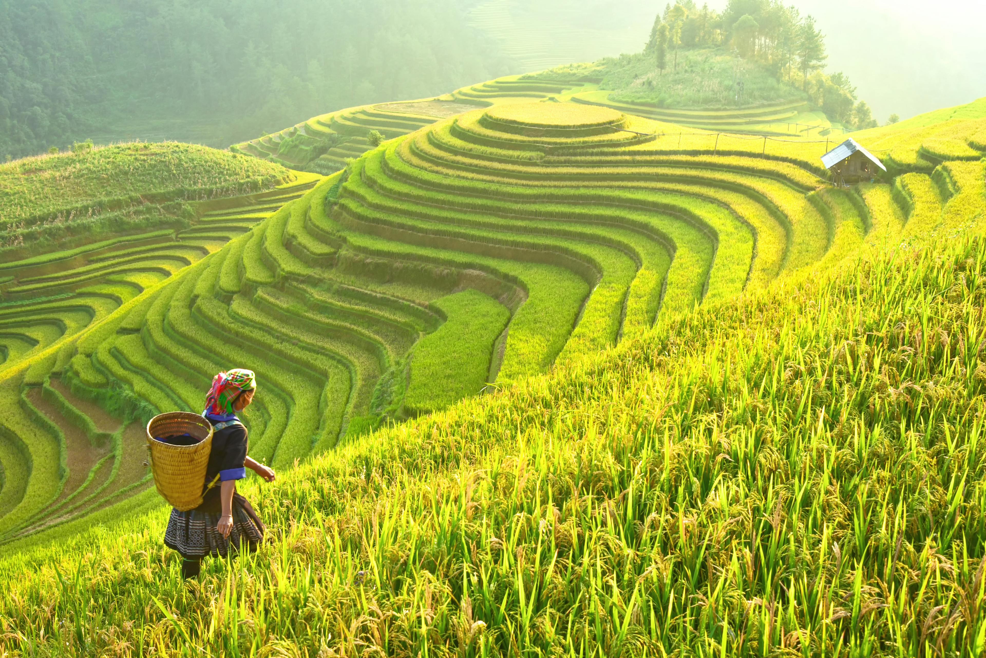 A woman with a basket standing in a landscape of tiered rice fields
